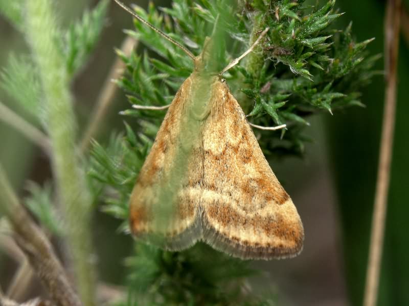 Pyrausta despicata (Scopoli, 1763)